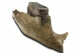 Fossil Woolly Mammoth Jaw with M Molar - Germany #337187-2